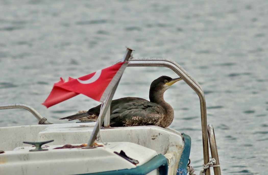 Tepeli karabatak
