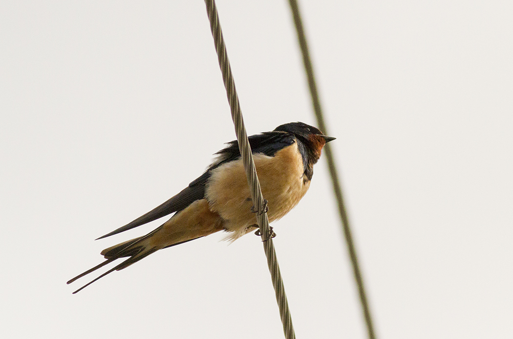 Kır kırlangıcı