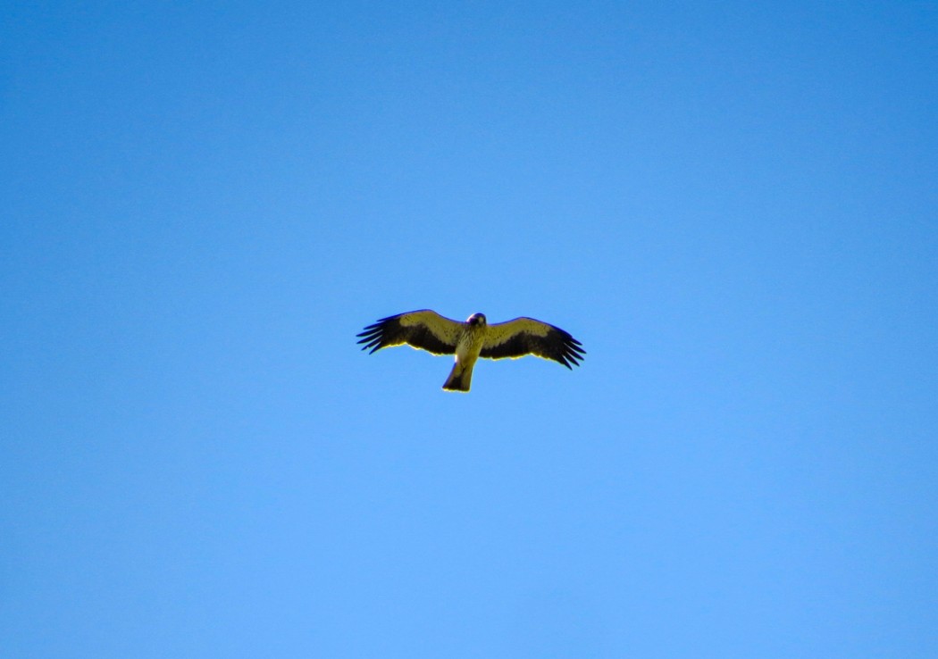 Küçük kartal