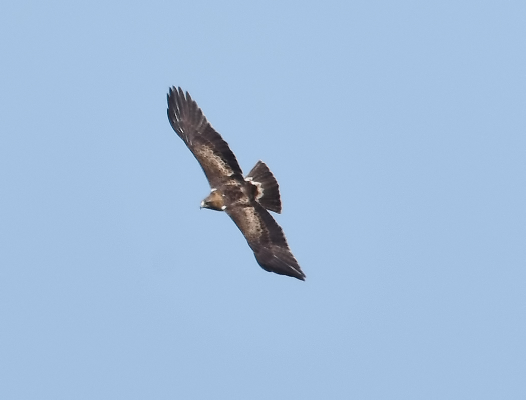 Küçük kartal
