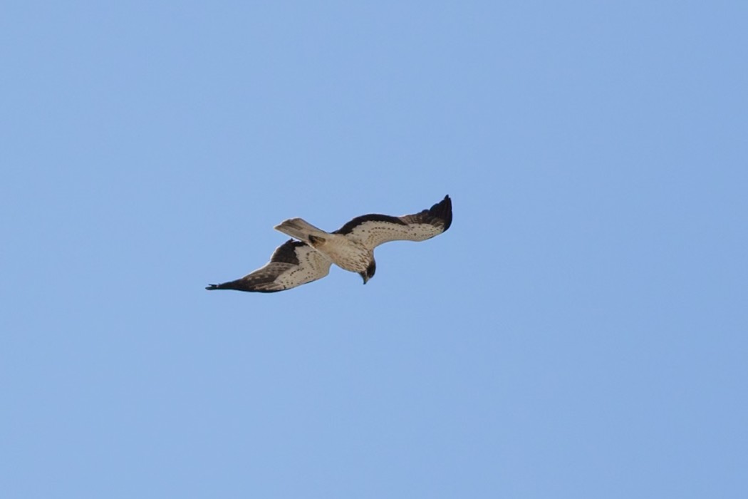 Küçük kartal