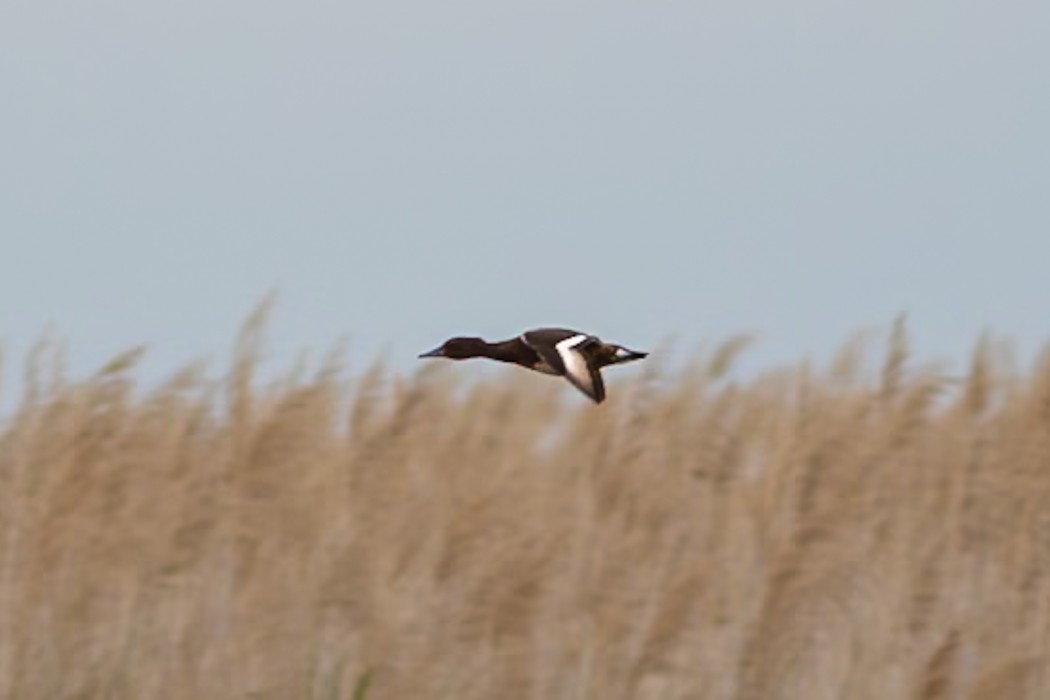 Pasbaş patka