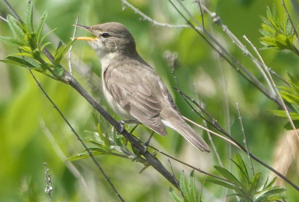Eastern Olivaceous Warbler