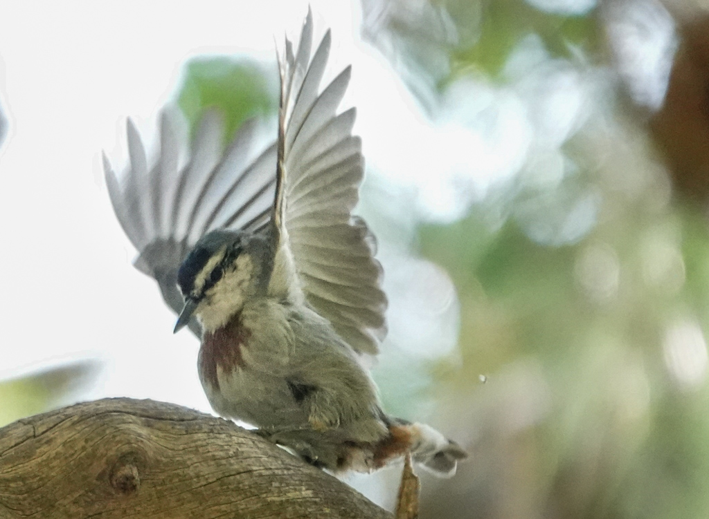 Krüper`s Nuthatch