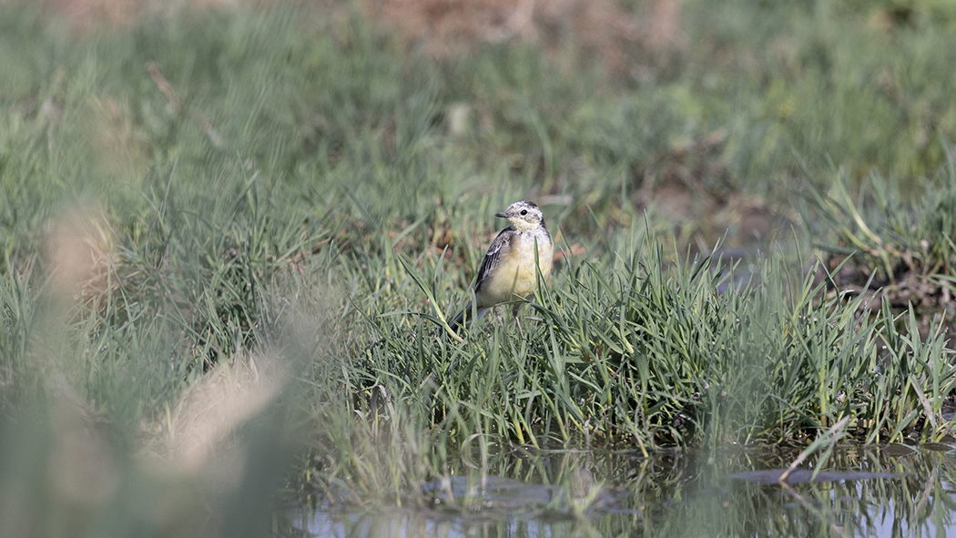Sarıbaşlı kuyruksallayan