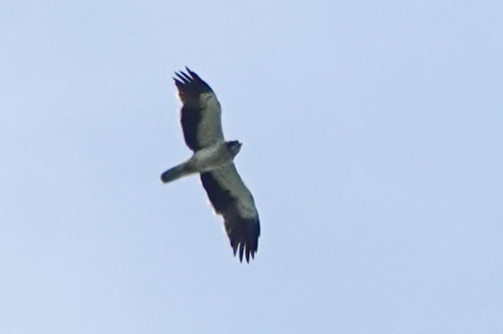 Küçük kartal