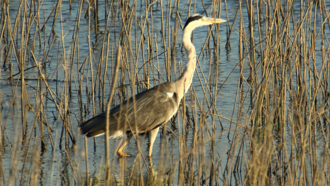 Gri balıkçıl