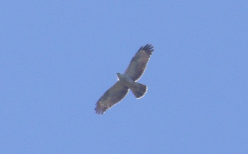 Arı şahini