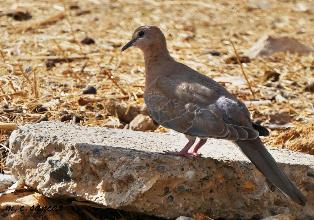 Küçük kumru