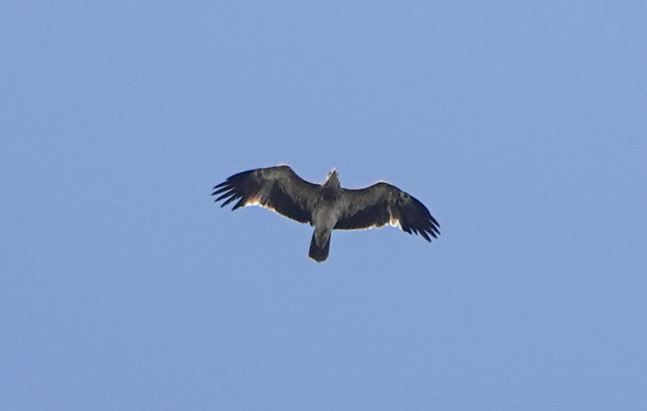 Şah kartal