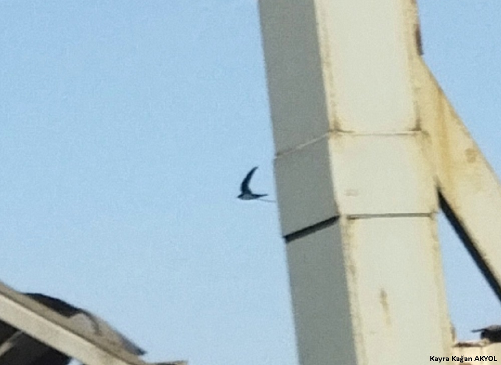 Akkarınlı ebabil