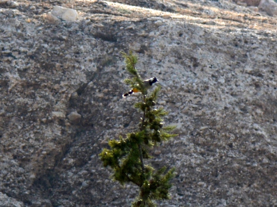 Akyanaklı arapbülbülü