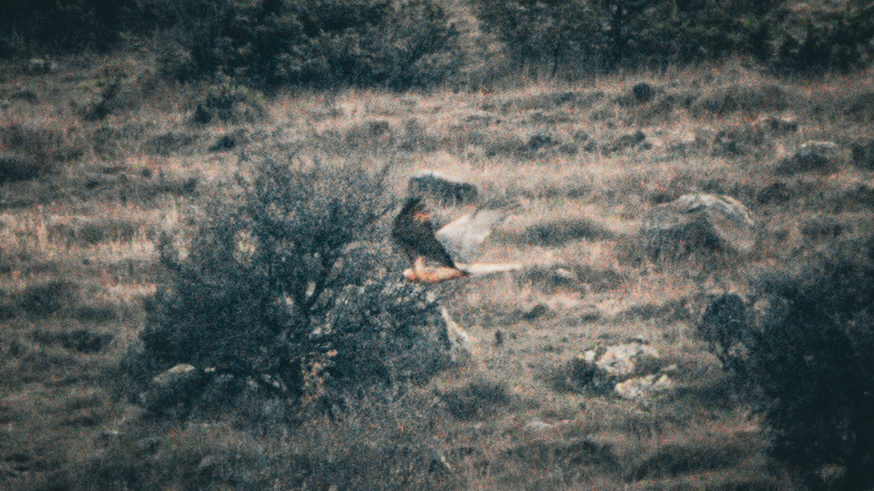 Sakallı akbaba