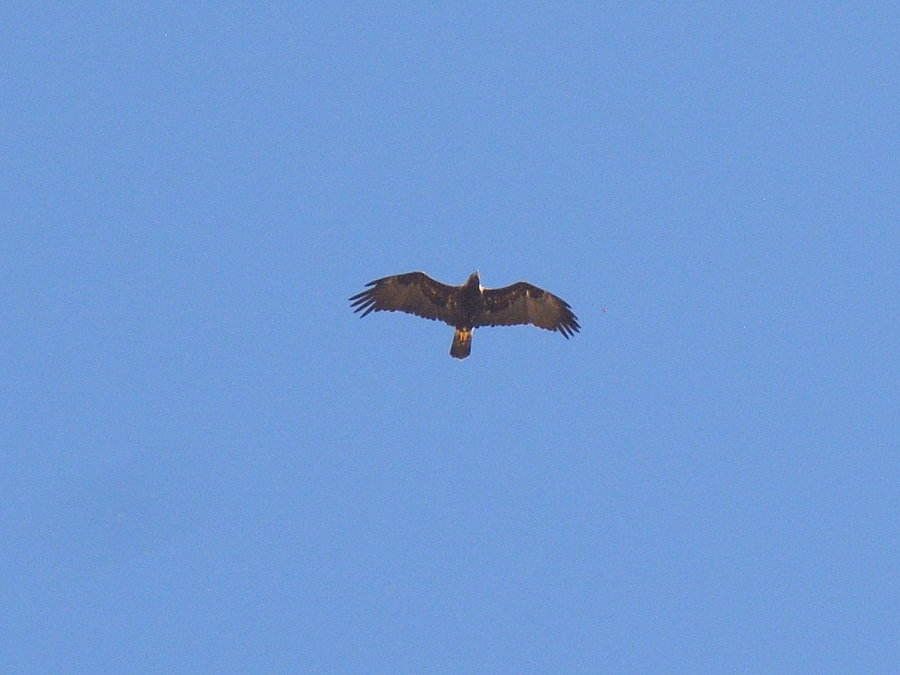 Şah kartal