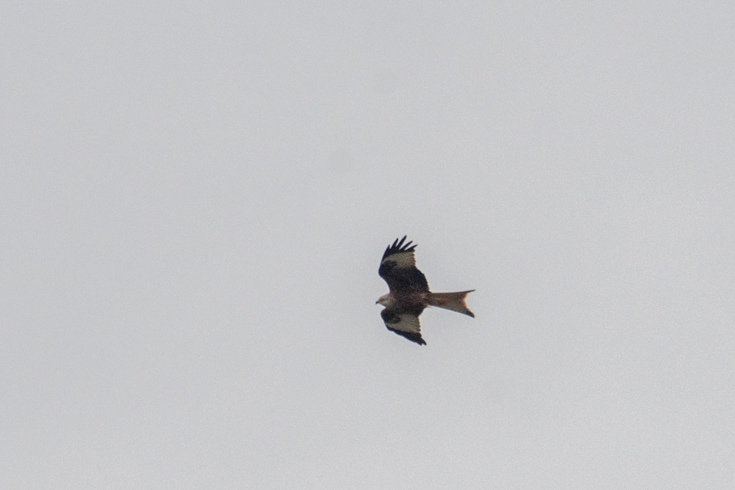 Kızıl çaylak