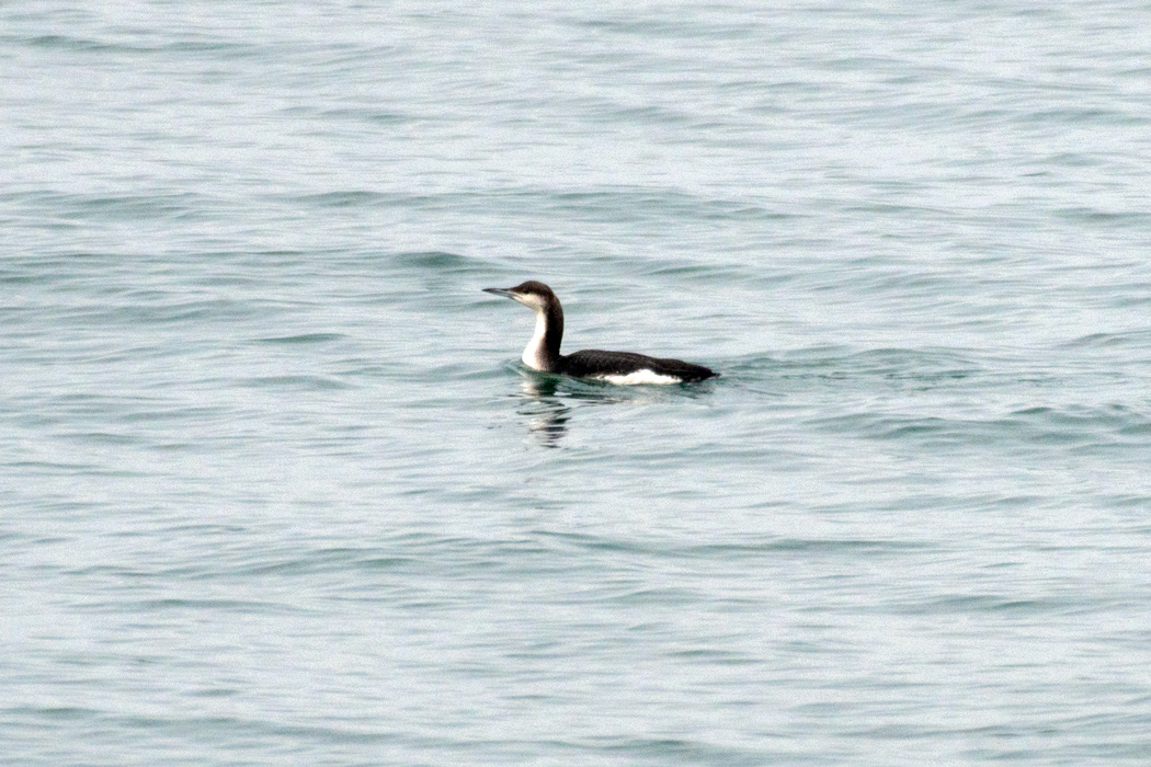 Karagerdanlı dalgıç