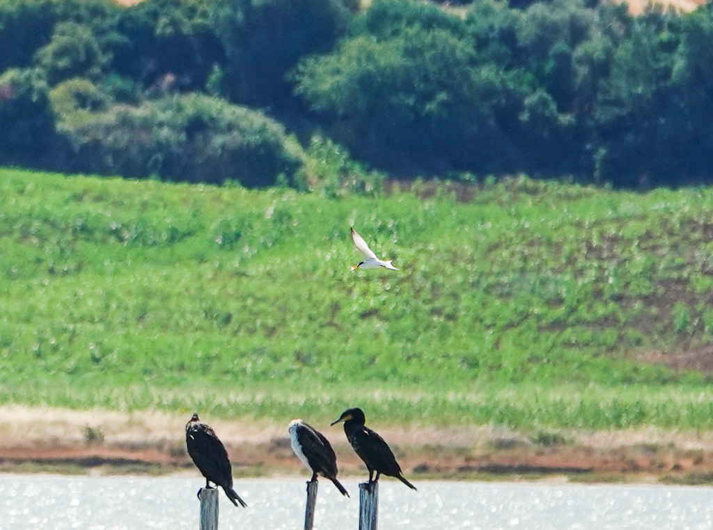 Küçük sumru