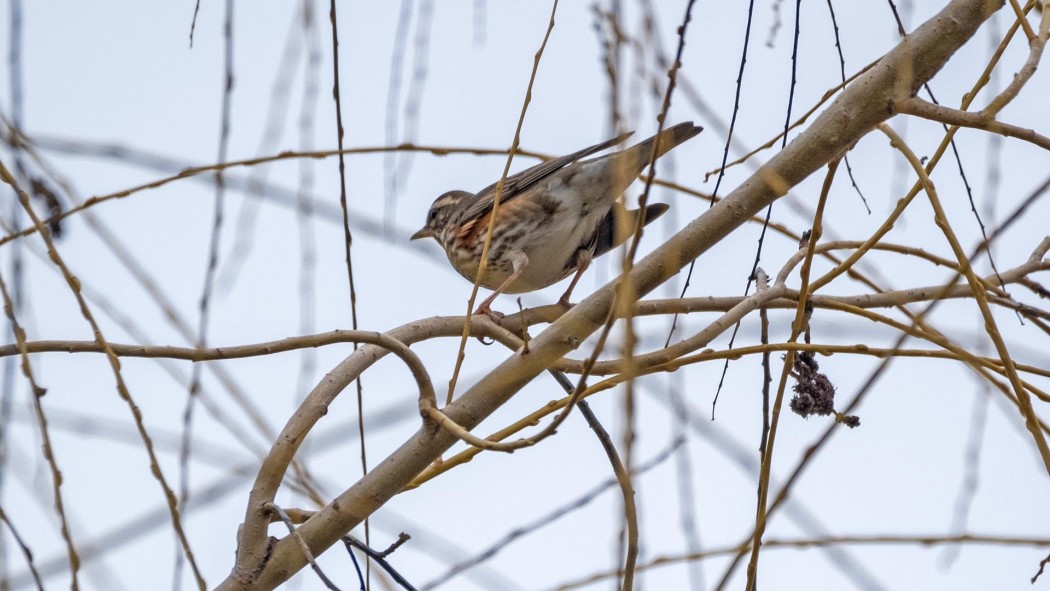 Redwing