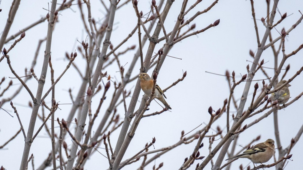 Brambling