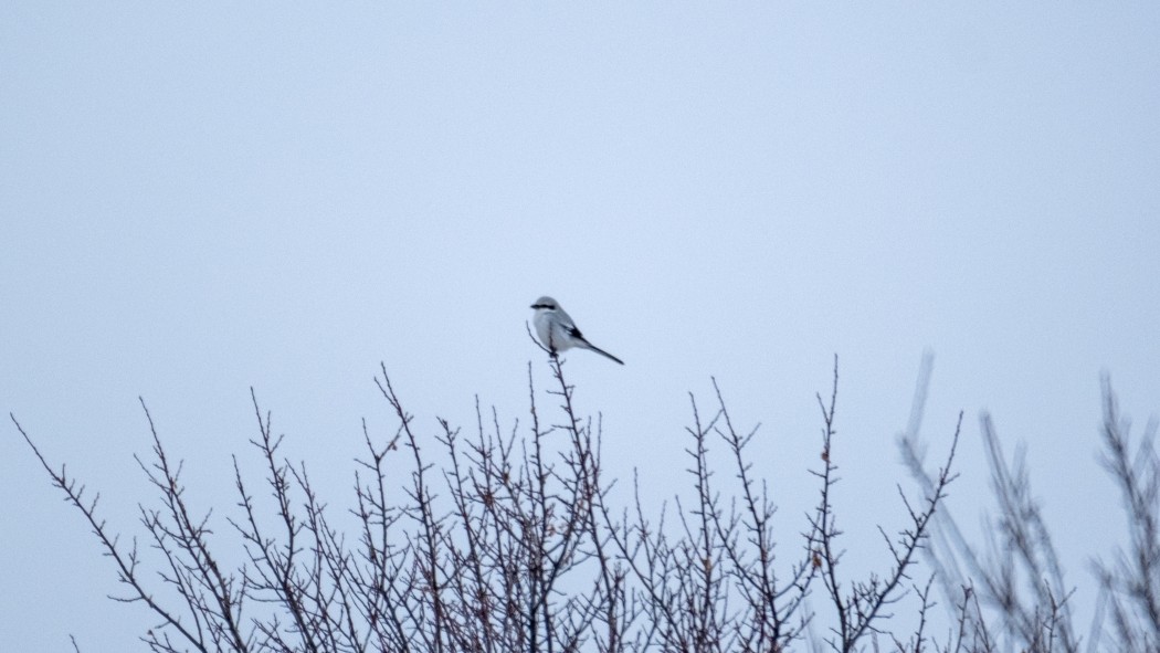 Great Grey Shrike