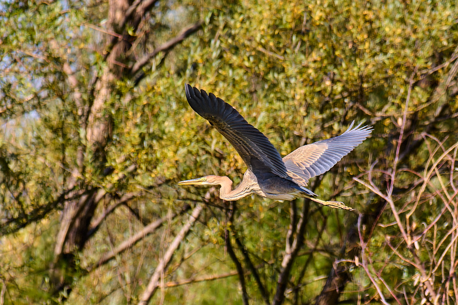 Purple Heron