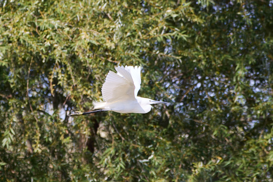 Little Egret
