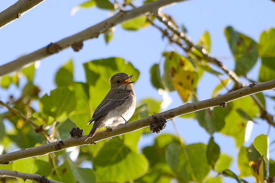 Spotted Flycatcher