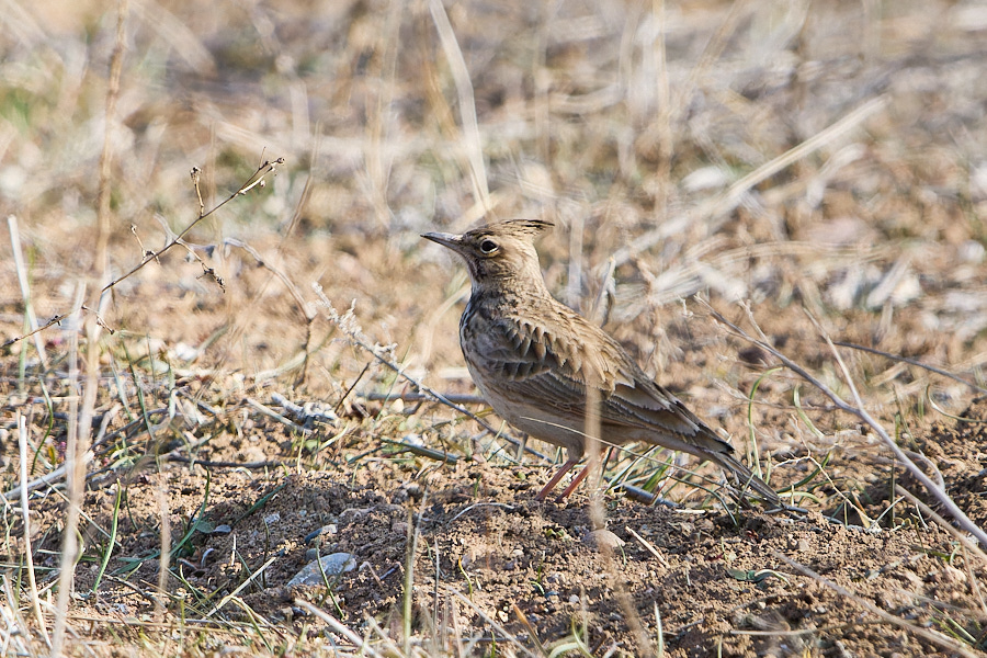 Crested Lark