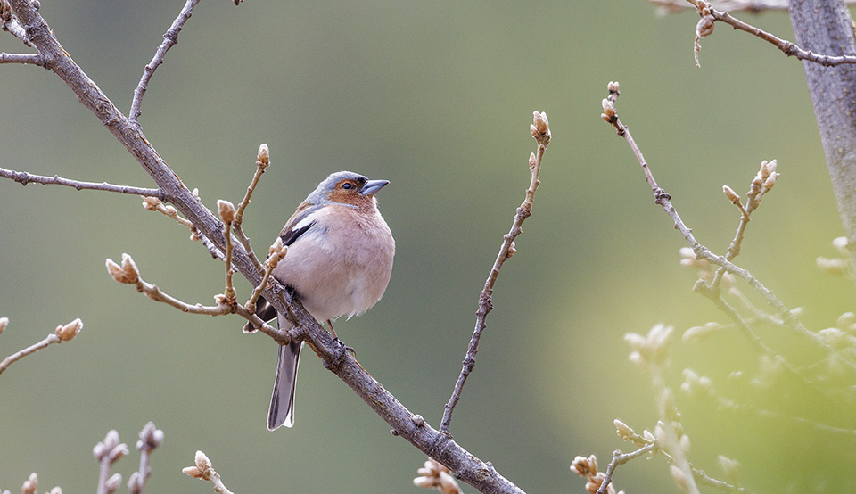 Common Chaffinch