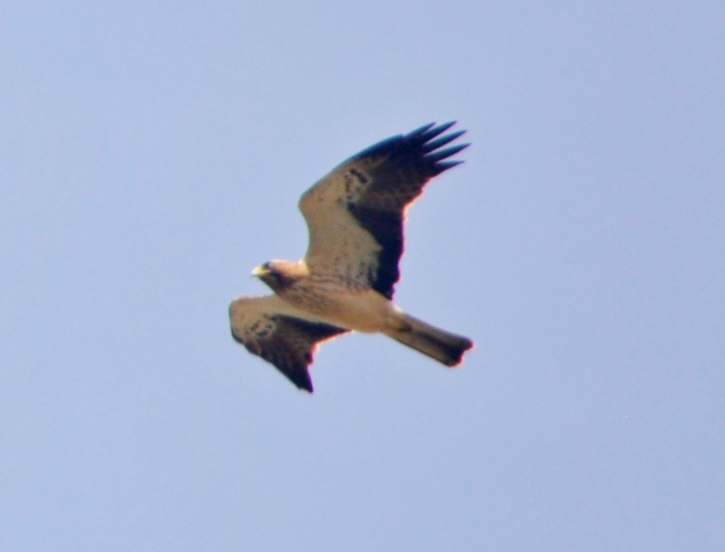 Küçük kartal