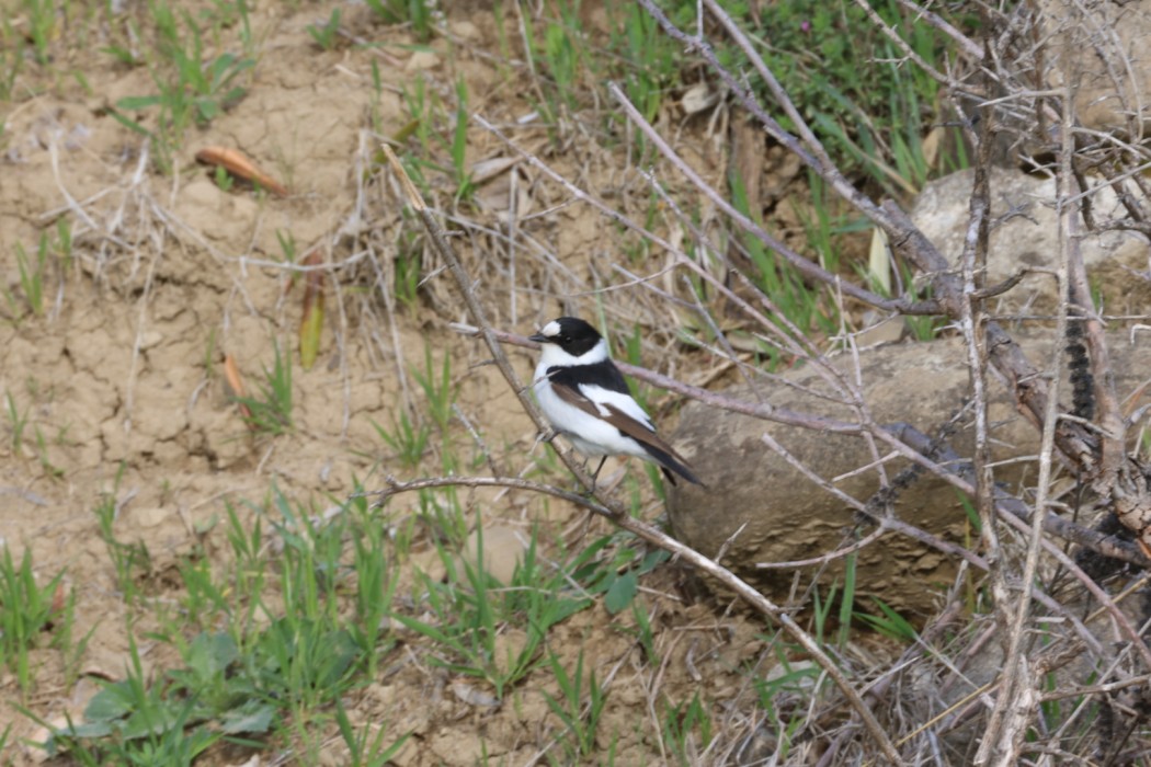Collared Flycatcher