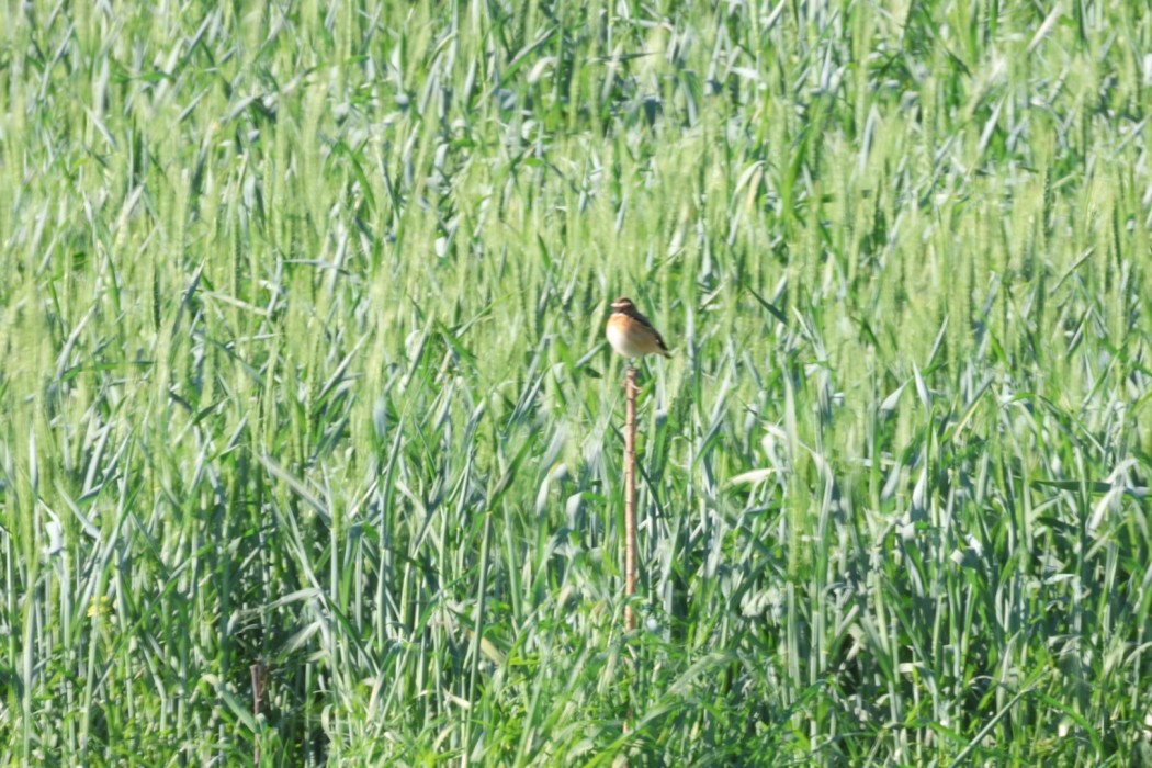 Whinchat