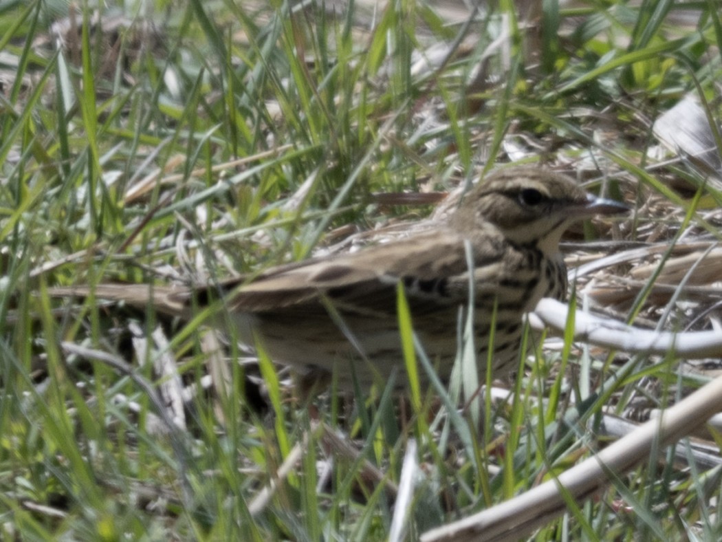 Tree Pipit