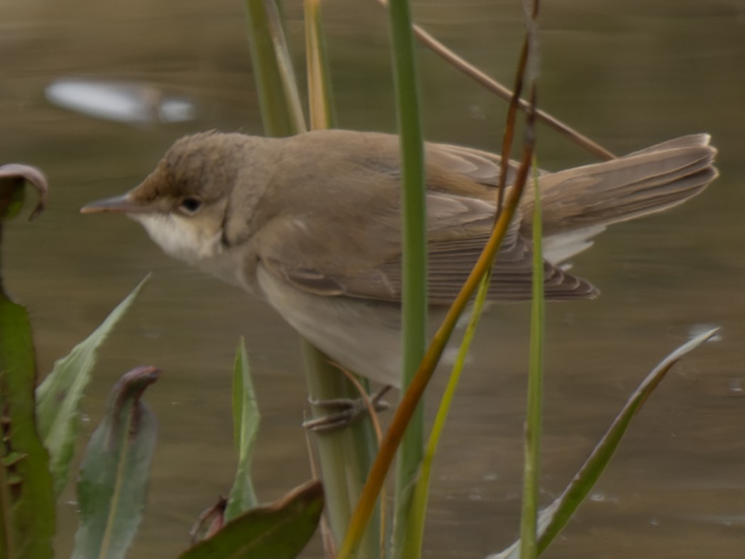 Common Reed Warbler