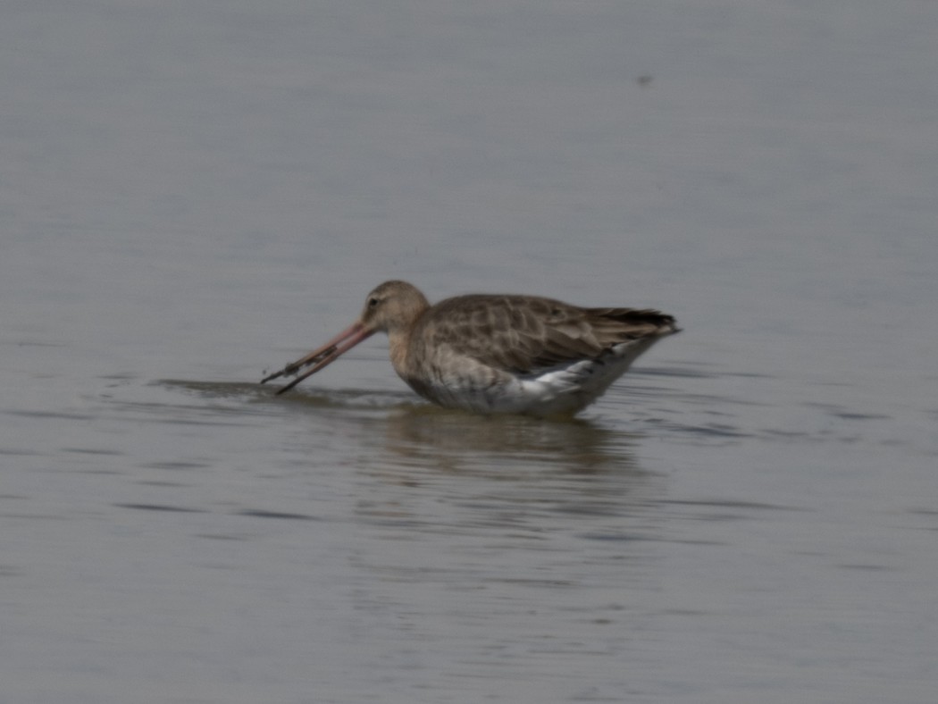 Black-tailed Godwit