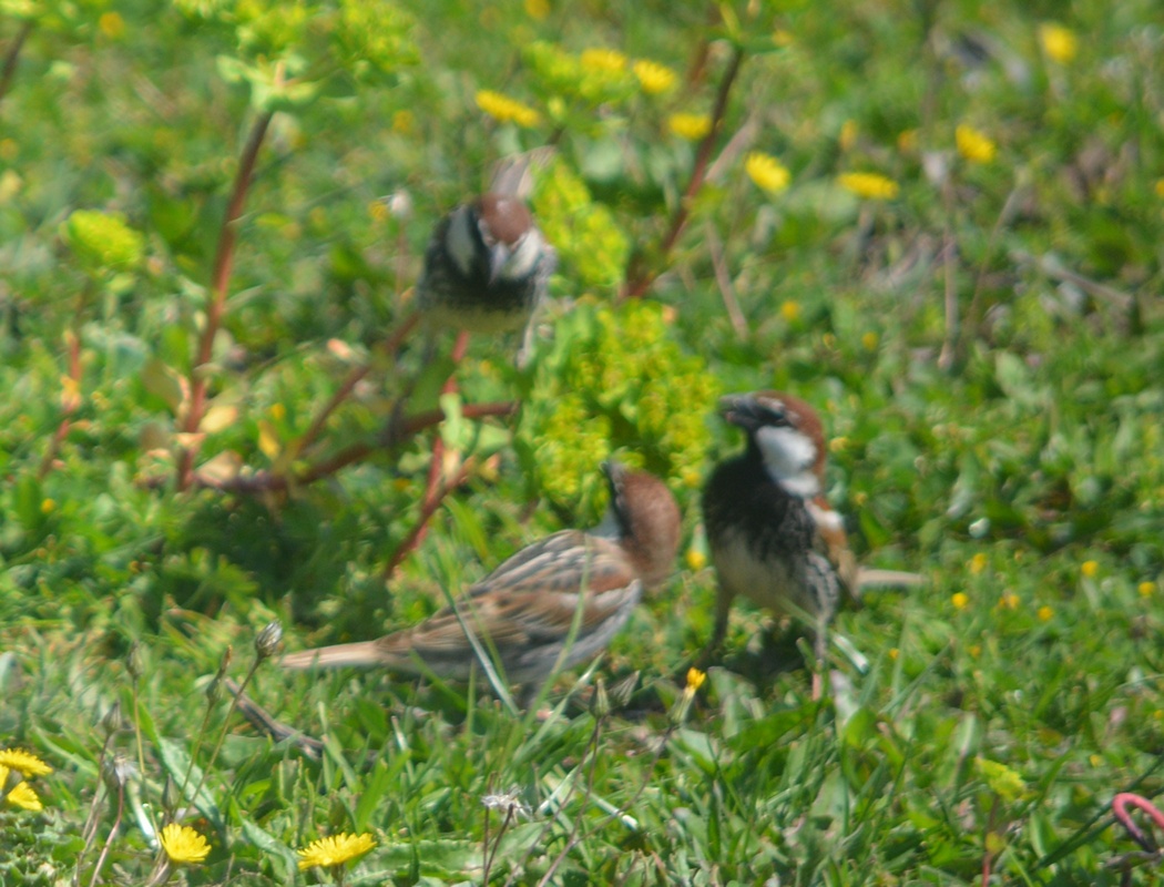 Spanish Sparrow