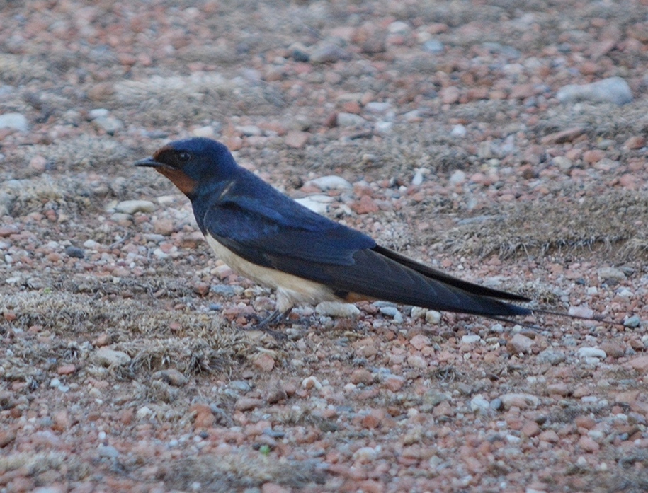 Barn Swallow