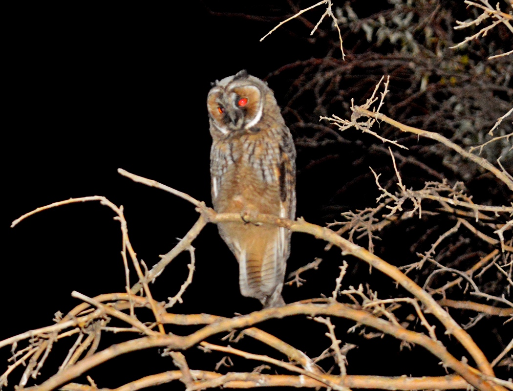 Long-eared Owl