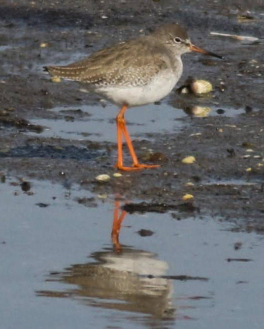 Common Redshank