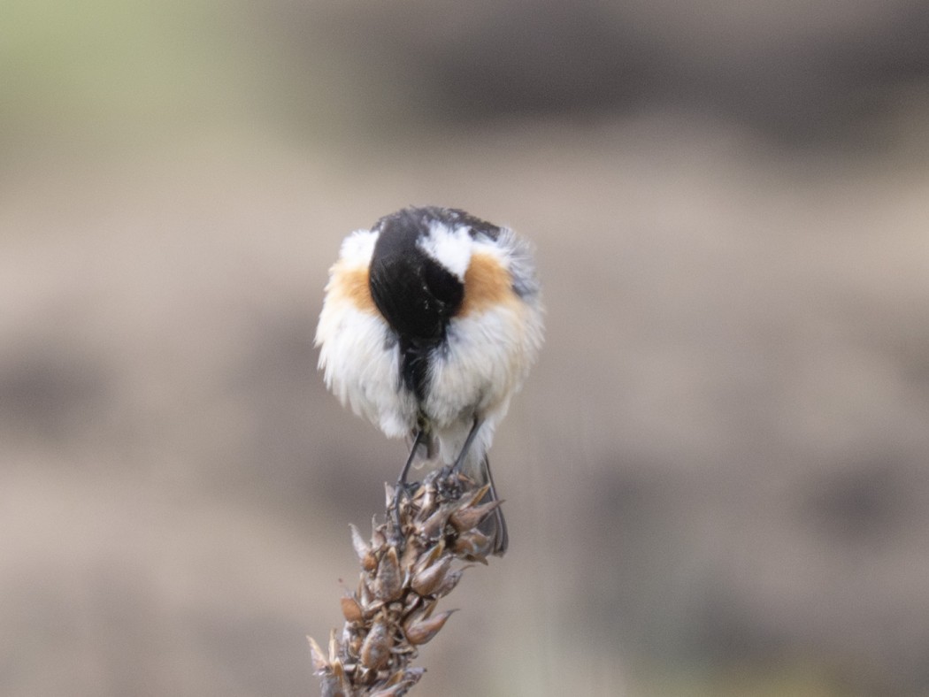European Stonechat