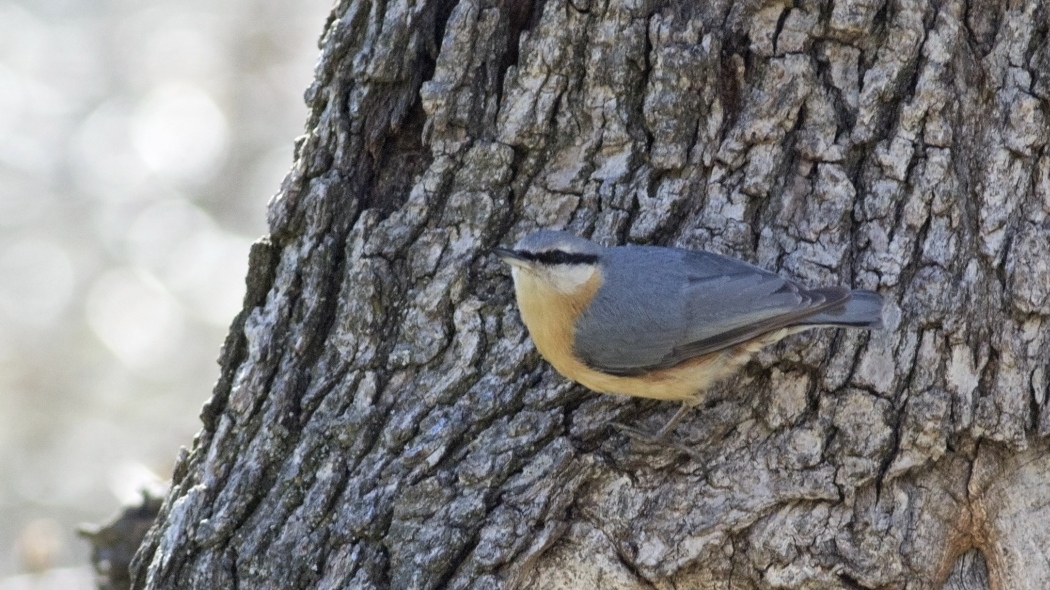 Eurasian Nuthatch