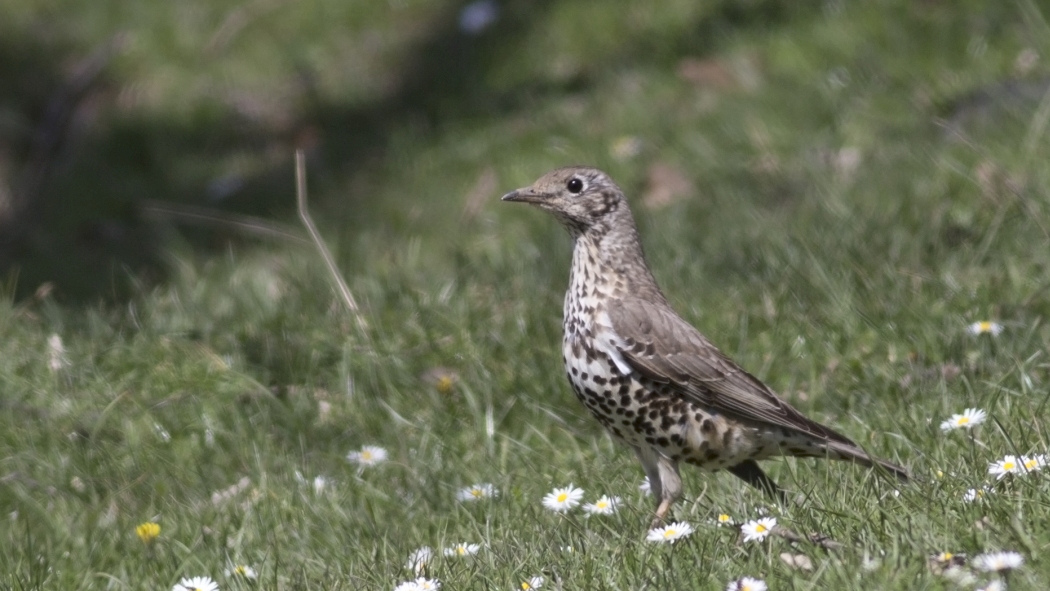 Mistle Thrush