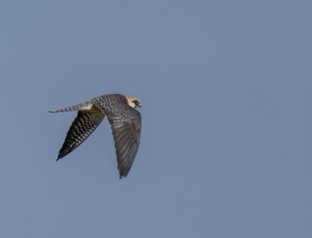 Red-footed Falcon