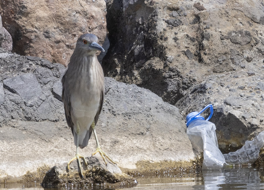 Black-crowned Night Heron