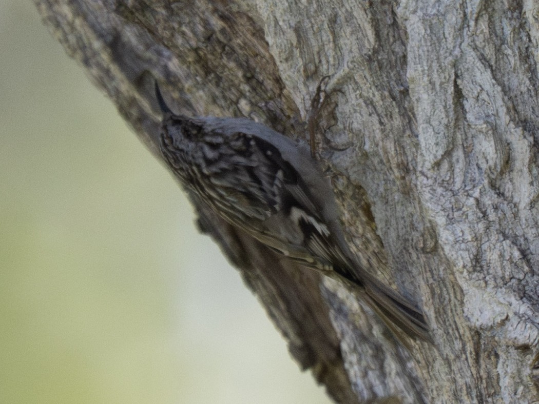 Bahçe tırmaşıkkuşu