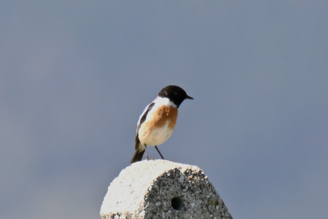 Sibirya taşkuşu