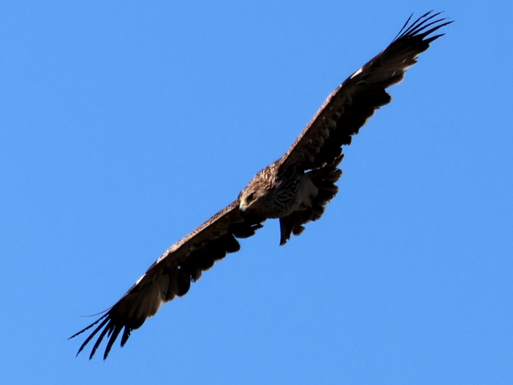Şah kartal