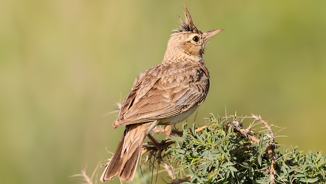 Crested Lark