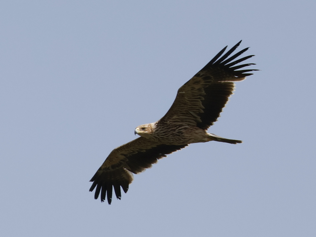 Şah kartal