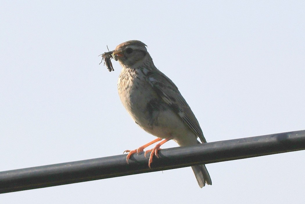 Orman toygarı